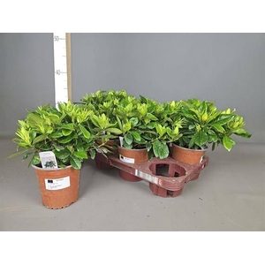 GARDENIA JASMINOIDES