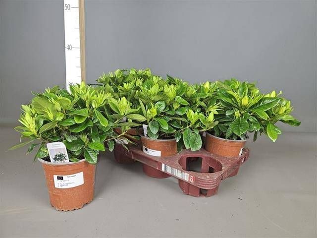 <h4>GARDENIA JASMINOIDES</h4>
