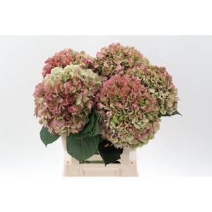 Hydr M Roy Grande Cl