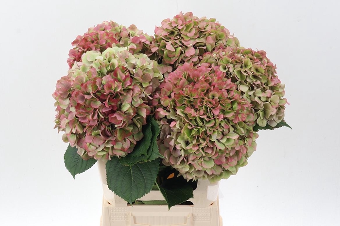 <h4>Hydr M Roy Grande Cl</h4>