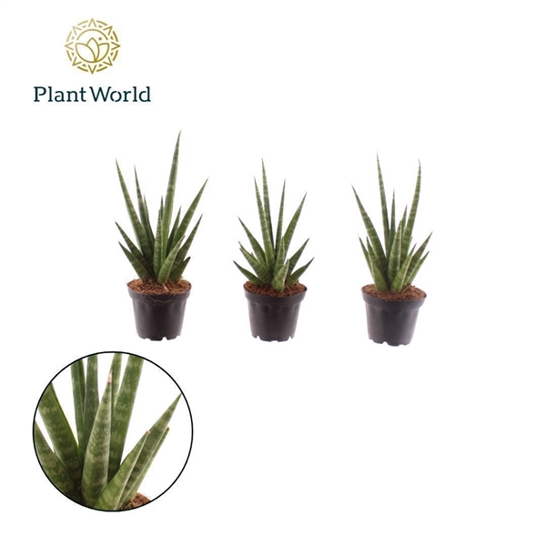 <h4>Sansevieria 'Dancing Queen' P7</h4>