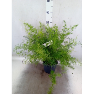 Asparagus dens. 'Sprengeri'