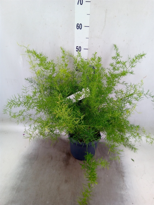 <h4>Asparagus dens. 'Sprengeri'</h4>
