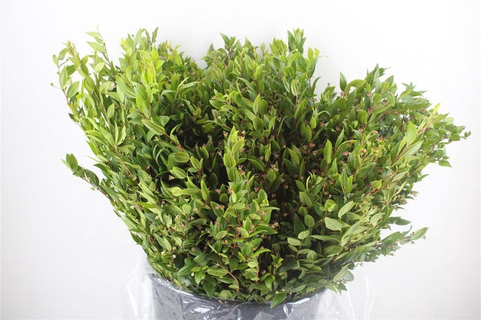 <h4>Myrthe Bloei P Bunch</h4>