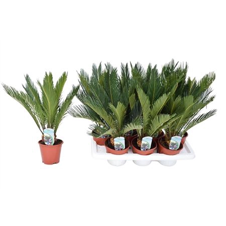 <h4>Cycas Revoluta 10+</h4>