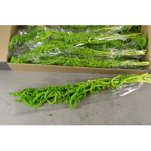 PF Amaranthus Hang L. Green Bs