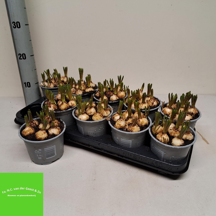 <h4>MUSCAR ARMENIACUM</h4>