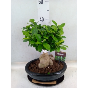Ficus microcarpa 'Ginseng'