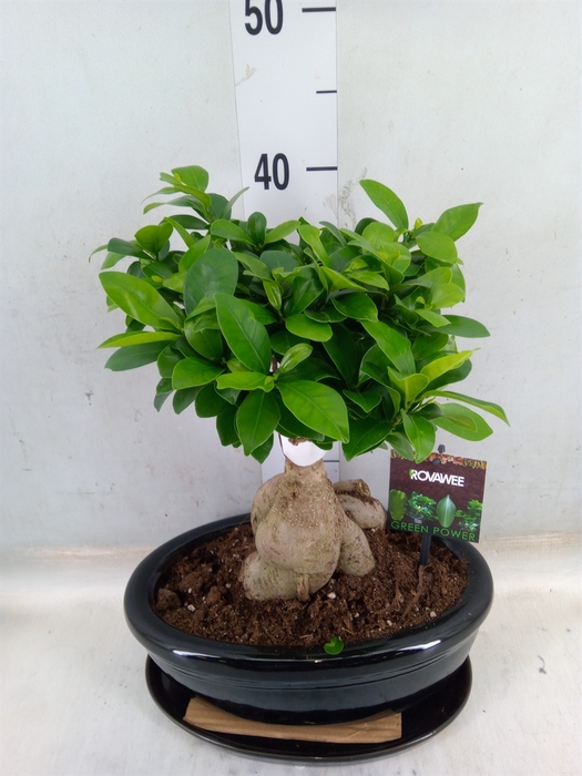 <h4>Ficus microcarpa 'Ginseng'</h4>