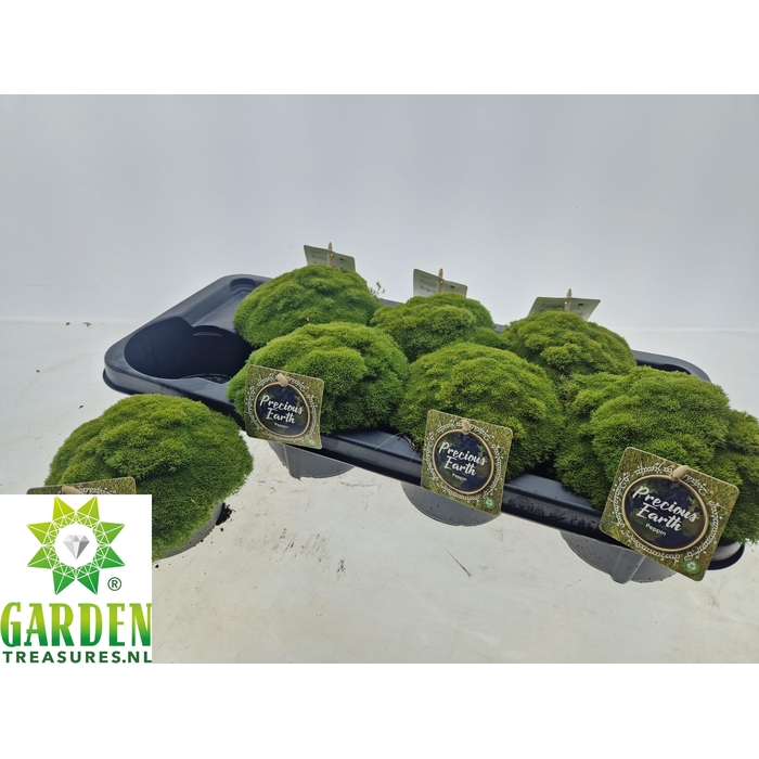 <h4>VASTE PLANTEN OV</h4>