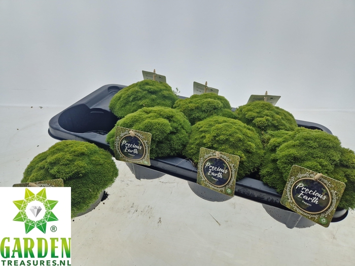 VASTE PLANTEN OV