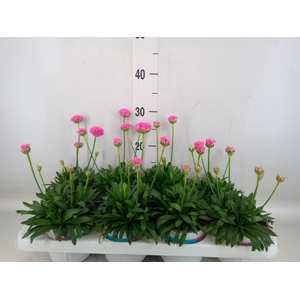 Armeria pseud. 'Dreameria Daydream'