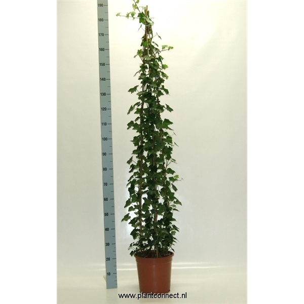 <h4>Hedera hibernica 3 stokken, 12 stekken</h4>