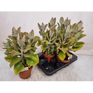KALANCHOE BEHARENSIS