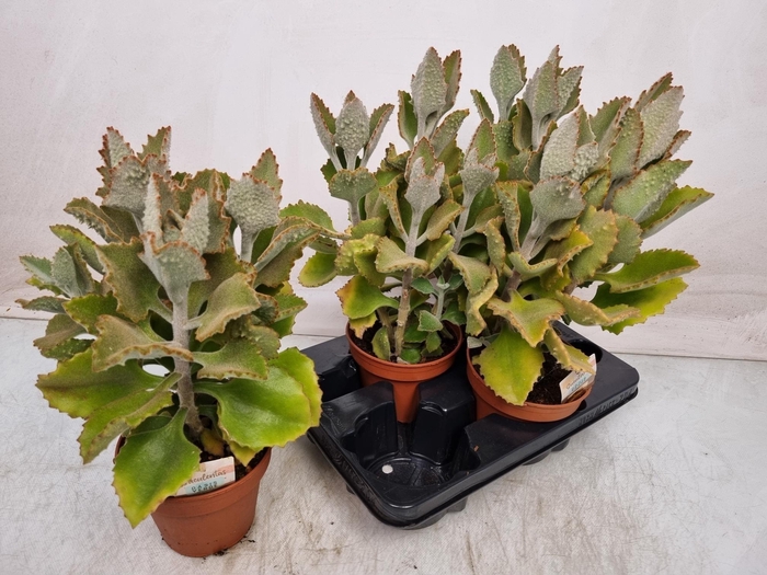 <h4>KALANCHOE BEHARENSIS</h4>