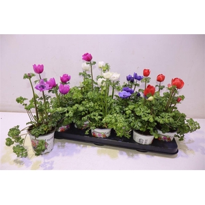 arr8 Anem Co Harm Gem