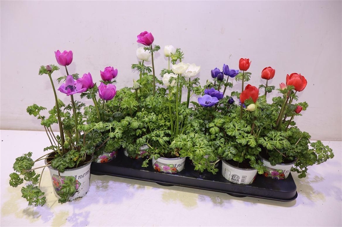 <h4>Anem Co Harm Gem</h4>