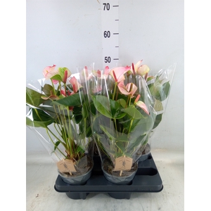 Anthurium  'Pr. Amalia Elegance'