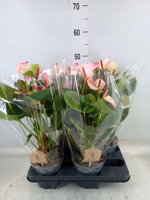 <h4>Anthurium  'Pr. Amalia Elegance'</h4>