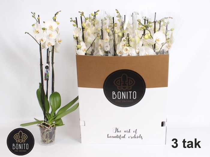 <h4>PHAL SILHOUETTE</h4>