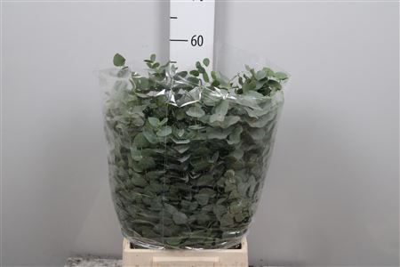 <h4>Euca Cinerea Short Extra</h4>
