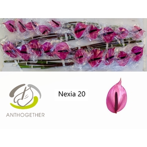 ANTH A NEXIA 20