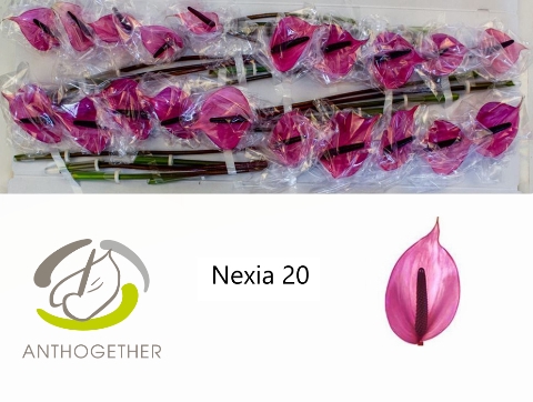 <h4>ANTH A NEXIA 20</h4>