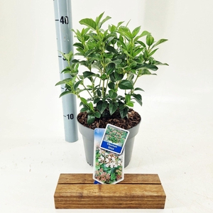 Viburnum tinus