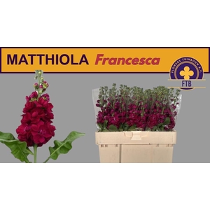 MATTH FRANCESCA