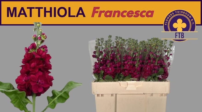 <h4>MATTH FRANCESCA</h4>