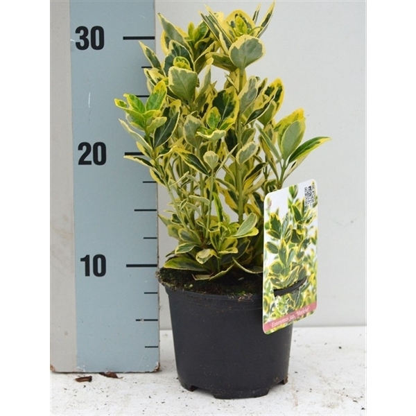 <h4>Euonymus Japonicus 'Marieke'</h4>