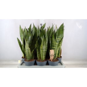 Sansevieria zeylanica