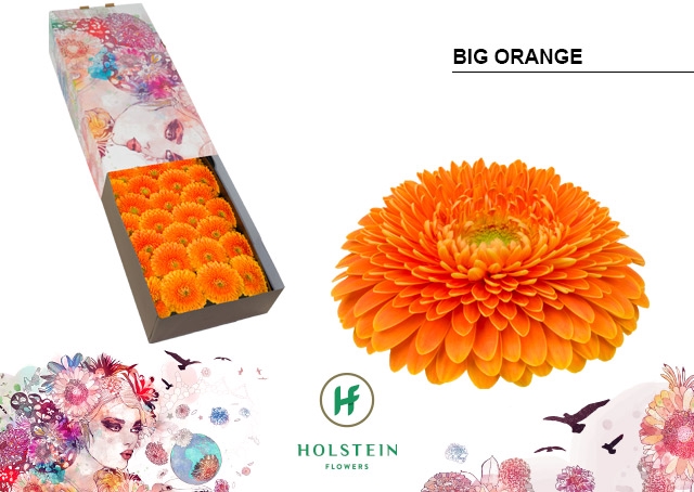 <h4>Gerbera Pomponi Big Orange Doos</h4>