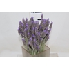 LAVANDULA CORTE 030 CM