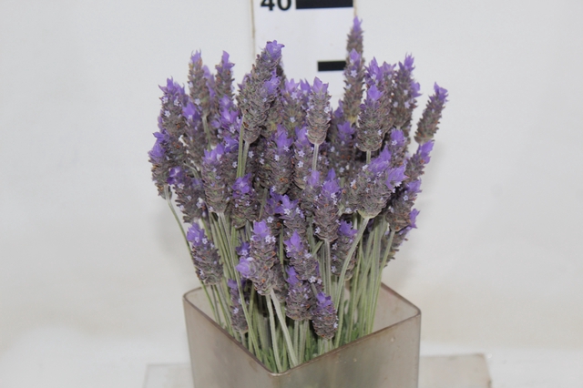 LAVANDULA CORTE 030 CM