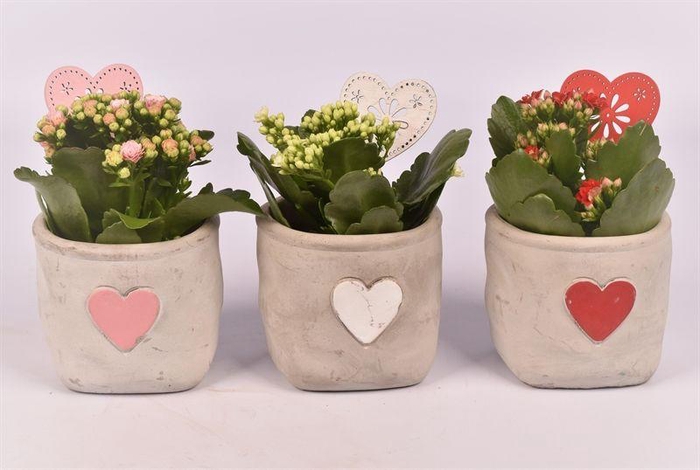<h4>Cement potje met hart 11cm</h4>