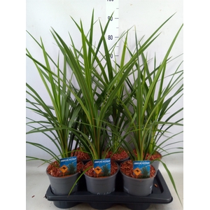 Cordyline indivisa 'Peko'