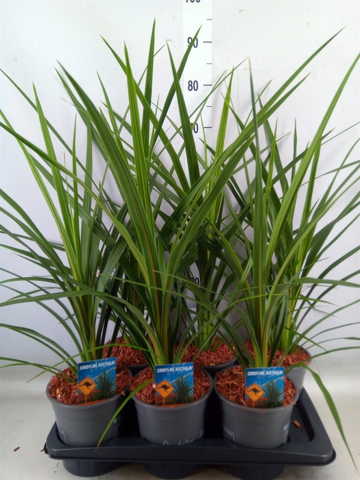 <h4>Cordyline indivisa 'Peko'</h4>