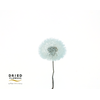 Dried Bleached Dandelion Regular Sky Blue
