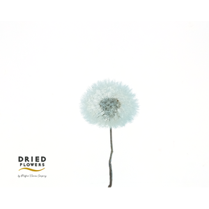 Dried Bleached Dandelion Regular Sky Blue