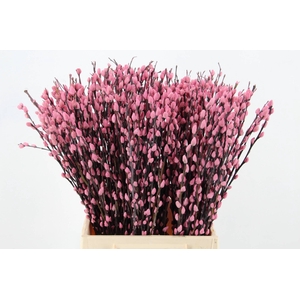 Salix Snowflake  50cm L.Pink