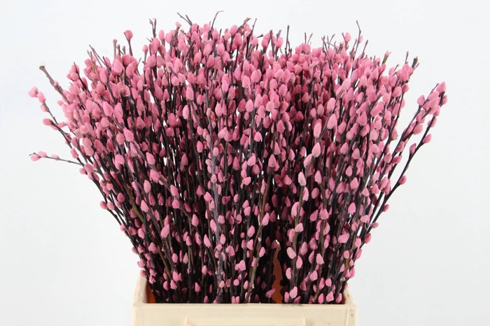 <h4>Salix Snowflake  50cm L.Pink</h4>