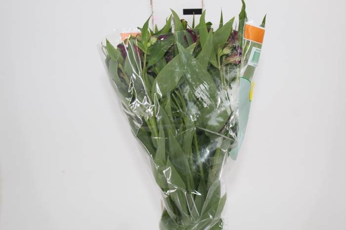 <h4>ALSTROEMERIA POMPEII 080 CM</h4>