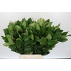 Viburnum