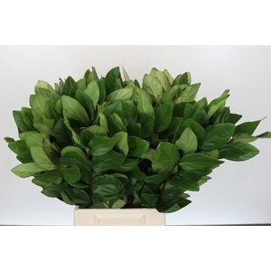 Viburnum