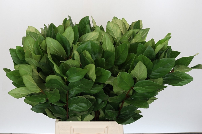 <h4>Viburnum</h4>
