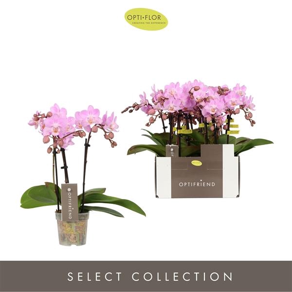 <h4>Phalaenopsis Multifloratypes overig roze</h4>