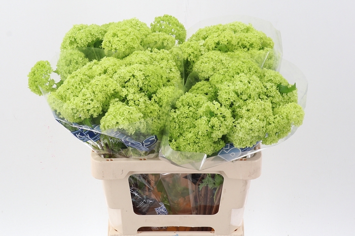 <h4>Viburnum Roseum St 2 Bal</h4>