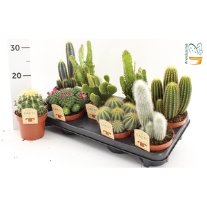 CACTUS GEM