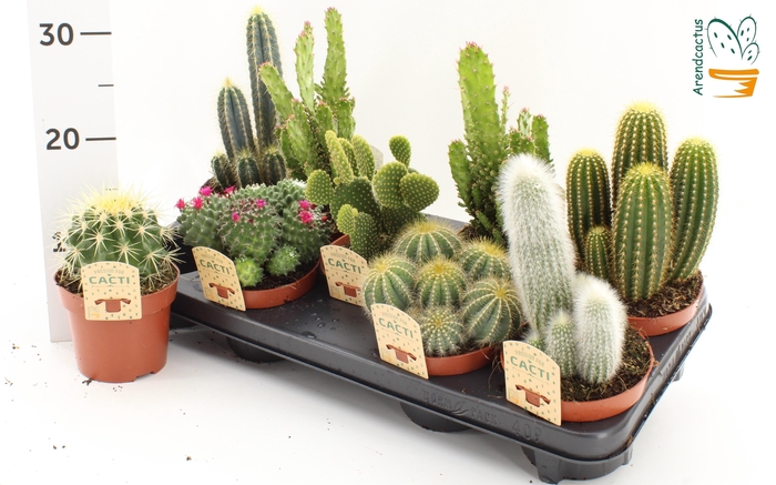 <h4>CACTUS GEM</h4>